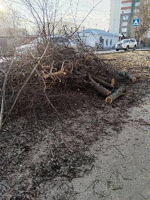 Незаконно спиленные деревья до сих пор не убрали